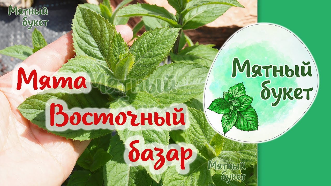 Мята Восточный базар - YouTube