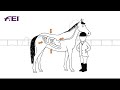 How to support your horses digestive system  tips by cavalor