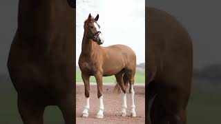 Beautiful horses 🐴 #horse#animal#short#лошадь#животное
