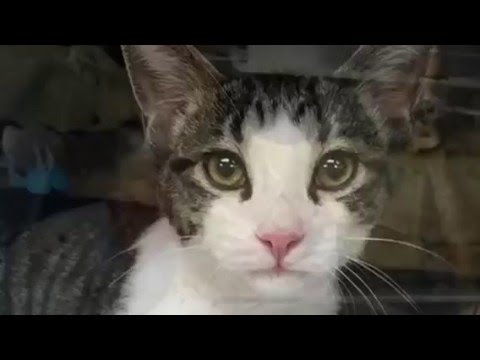 Video: Manhattan Assemblywoman Introduserer Bill To Ban Cat Declawing I New York State