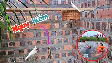 Kẻ Lạ Đột Nhập Ăn Trộm Trứng Chào Mào Bạch - Buổi Chiều Tắm Sông Cùng Cả Gia Đình / Quế Nghịch