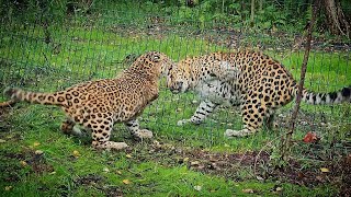Знакомство леопардов-сложное и очень опасное дело/Getting to know leopards.