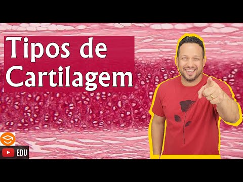 Vídeo: Qual cartilagem laríngea é composta de cartilagem elástica?