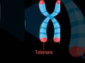 Why Do we grow old🤔#aging #ifas #shorts #chromosome