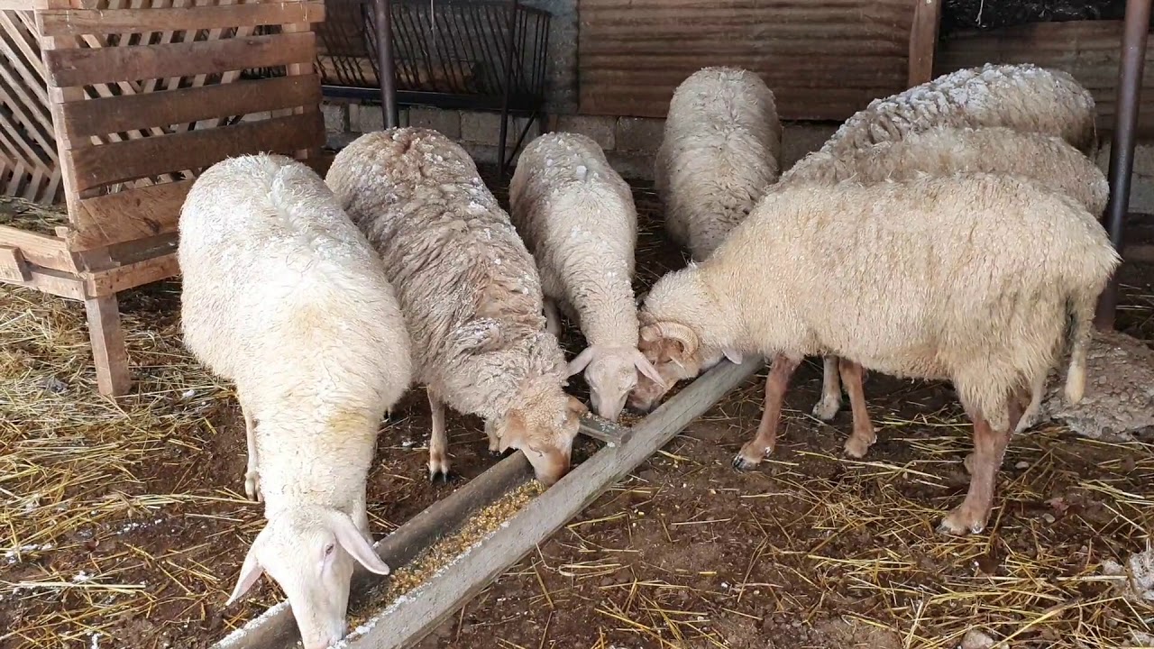 Μηλιές το χωριό μας ντυμένο στα λευκά