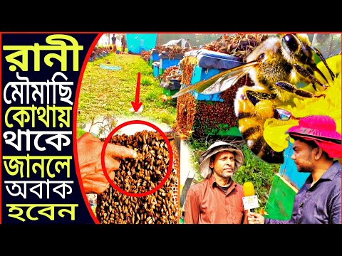 ভিডিও: কীভাবে মৌমাছিরা আফ্রিকান হয়ে যায়?