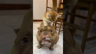 American bully #animals #dog #americanbully