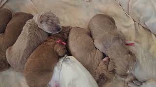 Goldendoodles Moyan size (35 47lbs) - 1 week old by Chattahoochee Kennels 736 views 3 months ago 2 minutes, 18 seconds