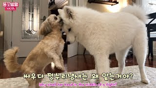 정말 이해하기 힘든 강아지들의 행동들 (feat. 어른 소형견 vs 아기 대형견)