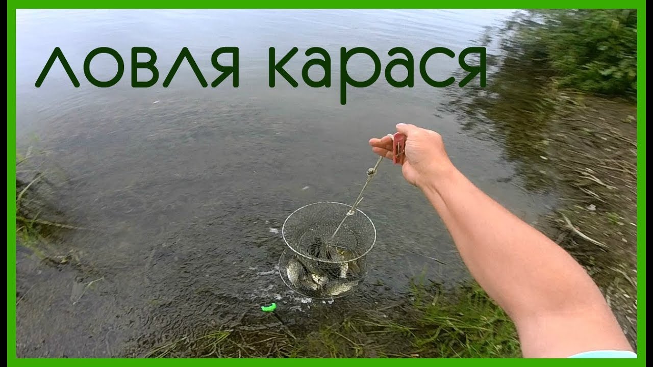 Download — Рыбалка на карася и сома Живые раки и крабы Макс ловит рыбу в бассейне с жабами интересные видео