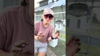 Planting flowers in the @ChickChickCoop
