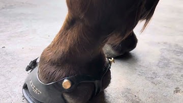 Fit Video Example - Traditional Scoot Boots