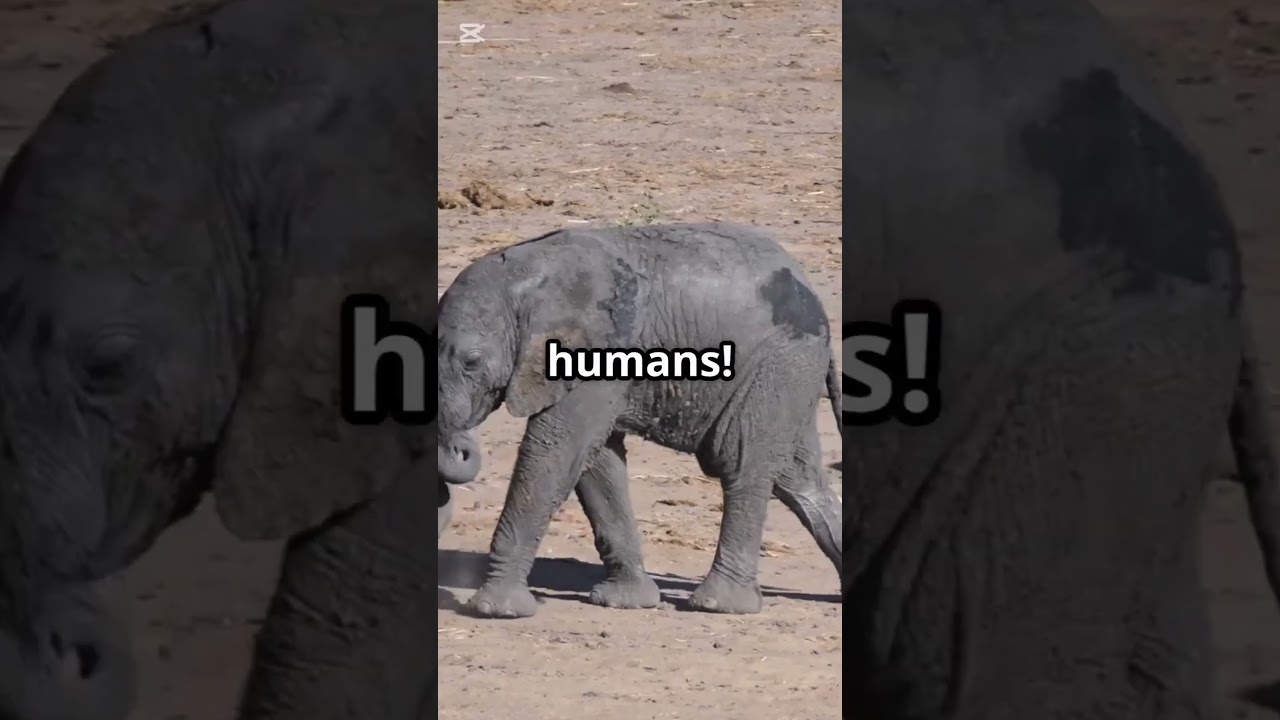 Animal Antics: The Cutest Circus!