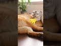 Giving a massage to a dog