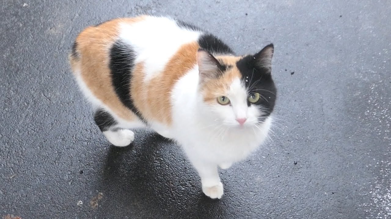 robin seplut wikipedia Cat meow without a tail