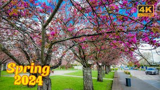 Paris, France🇫🇷 - Cherry Blossom 2024 - Spring walk in Paris 4K HDR | Paris 4K | A Walk In Paris