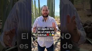 El agave no es un tipo de cactus🌵 #brunobarba #tequila #agave #jalisco #méxico