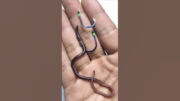 How to Set Worm Bait on a Hook #shorts #fishing #fishingbait
