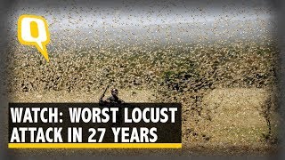 Swarm of Crop-Eating Locusts Leave A Trail of Destruction Across India | The Quint