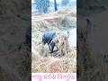 গাডু মাঝি বিন্দডি #puruliakaralorai #puruliakaralarai #youtubeshorts #viralvideos #shortsvideo