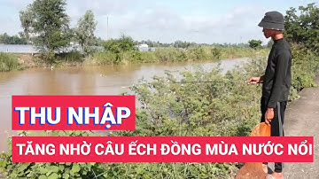 Câu ếch đồng mùa nước nổi giúp tăng thu nhập