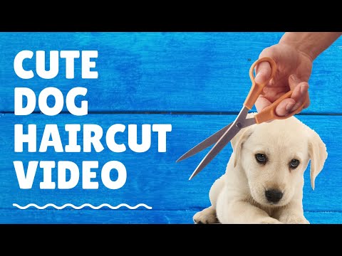 dog-haircut-cutest-video-compilation-2019