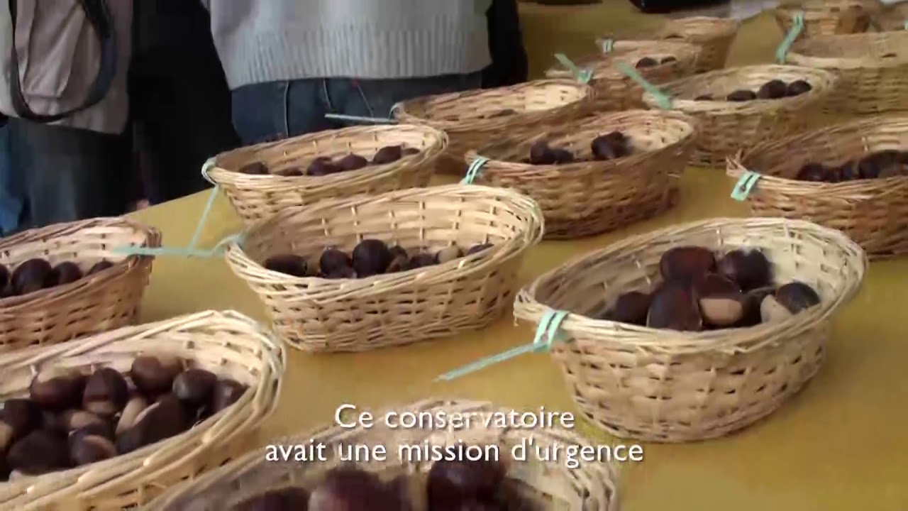 8. Le châtaignier, un atout pour l'agrodiversité