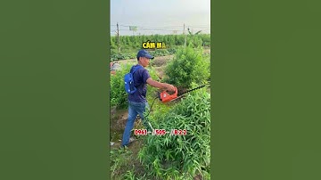 May cắt tỉa hàng rào KADOMA THR-40T #dienmaynhatlong #kadoma #maycat #caycanh #hangrao #cattia