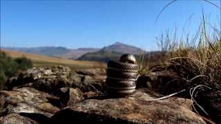 Snake Springs Into Defence