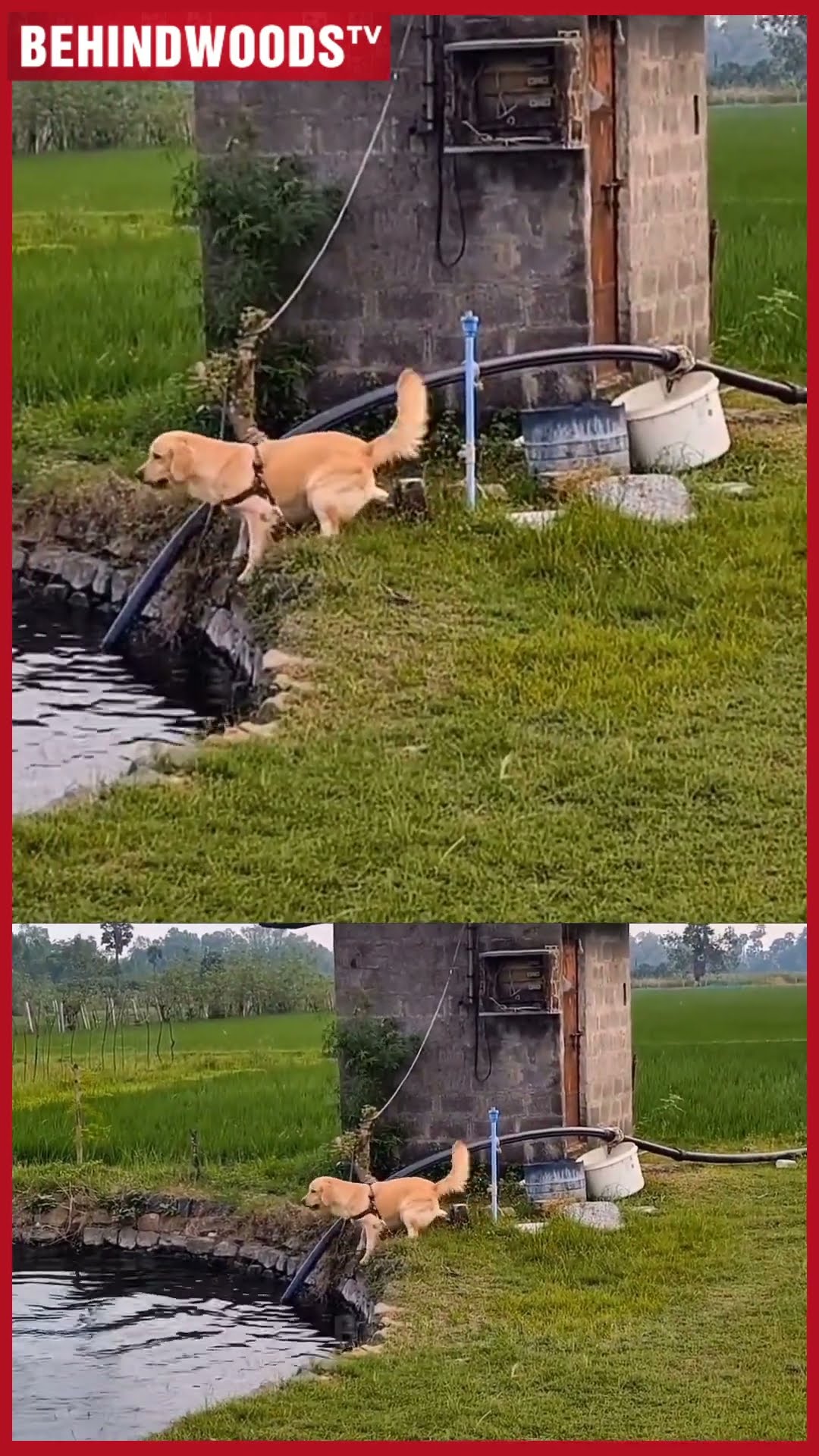 'அண்ணா எங்க போன என்ன ஆச்சு உனக்கு..?' ? டக்குனு தண்ணில குதித்த Dog ?