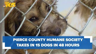Pierce County Humane Society takes in 13 abandoned puppies, 2 dogs within 48 hours