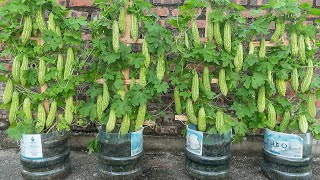 How to grow bitter melon in recycled plastic containers, no need for a garden but lots of fruit