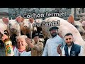 Cochon fermier du Cantal 🐷🌿 🍷 - Gueuleton image