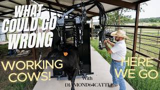 working cows..WHAT COULD GO WRONG!