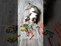 Satisfying Reverse Cat Tommy Video Collection 😻🐾