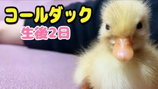【コールダック】ねぎま王子、生後２日目の様子
