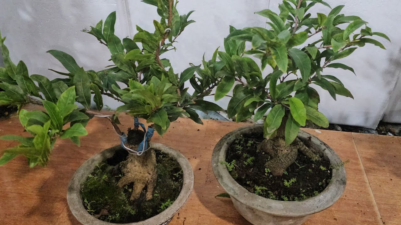 CHIỀU 28/2🥰0368.79.79.89🥰17 CẶP  MAI  MINI 220K/CẶP  BAO SHIP 