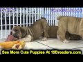 Bull Pei, Puppies, For, Sale, In, Edmond, Oklahoma, OK, Cleveland, Comanche, Canadian, Rogers, Payne Bull Pei, Puppies, For, Sale, In, Edmond, Oklahoma, OK, Cleveland, Comanche, Canadian, Rogers, Payne