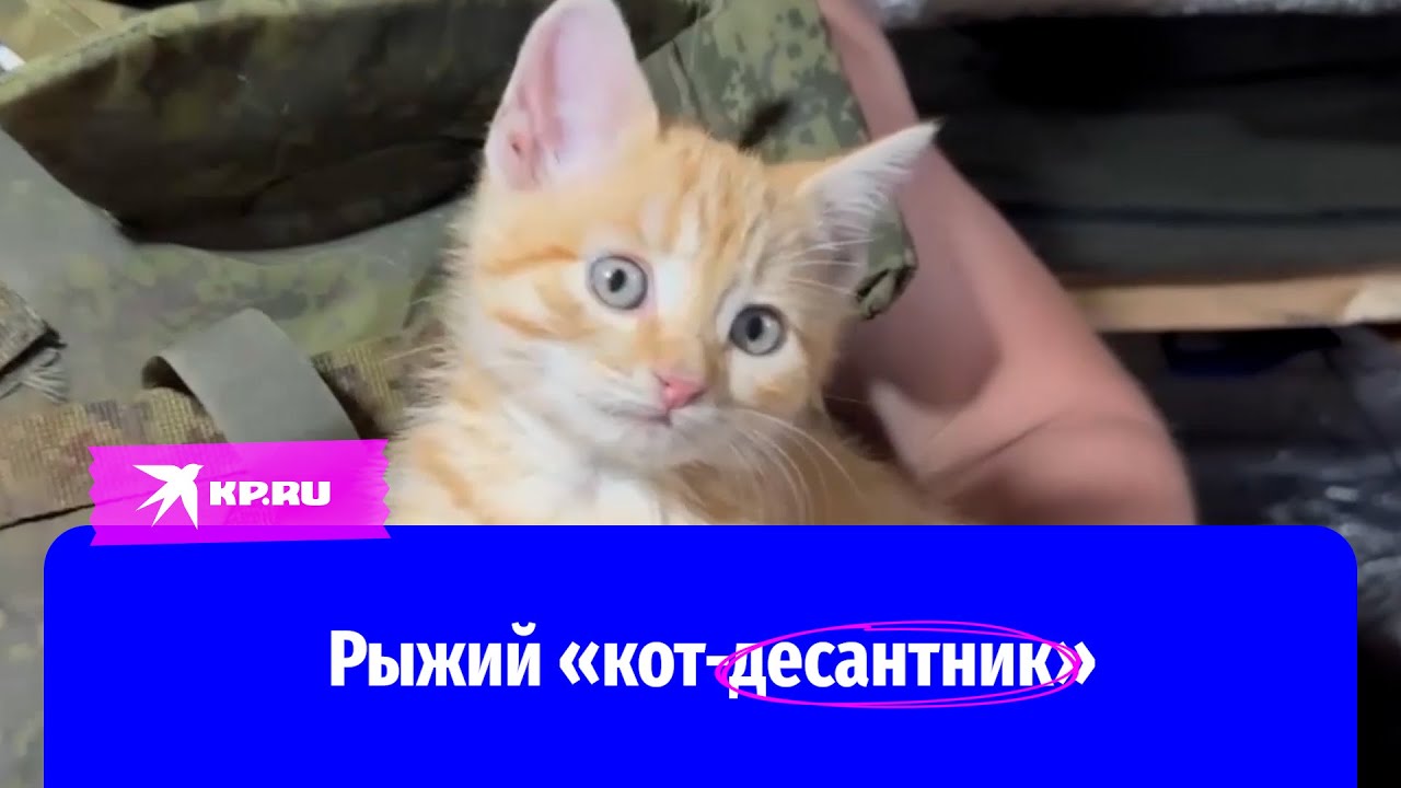 Рыжий «кот-десантник»