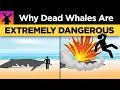 Why You Shouldn't Ever Touch a Dead Whale