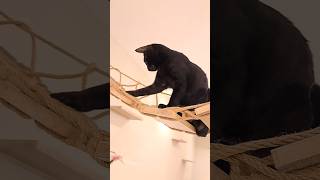 Finally I Got It catlover meow   gatos