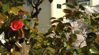 Panasonic HDC-SD100 1920/24P Trial