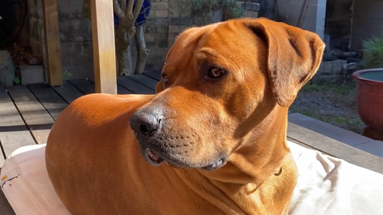 庭でくつろぐゲンキ Rhodesian Ridgeback ローデシアンリッジバック Youtube