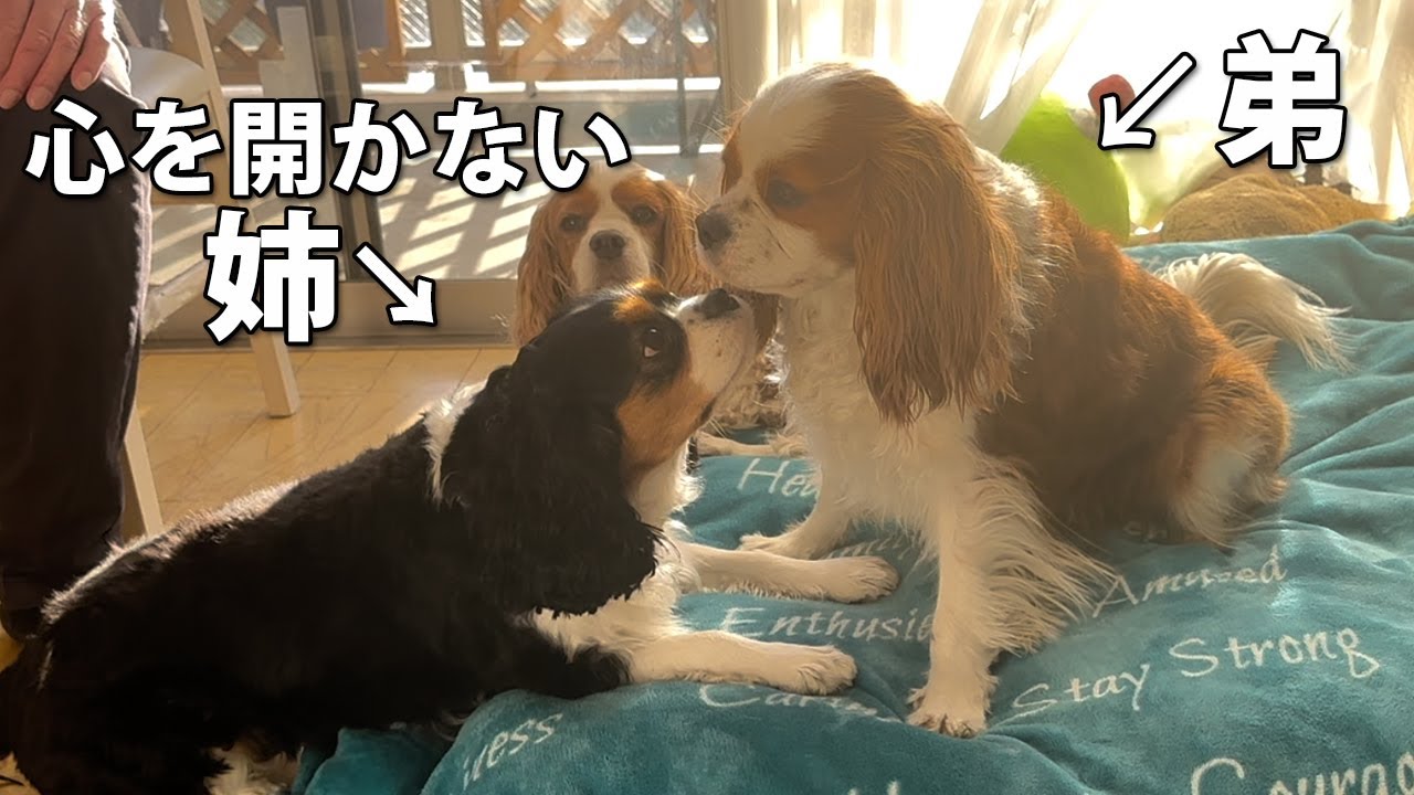 心を開かない姉がついに…！決してあきらめない弟の挑戦 | キャバリア犬４匹暮らし