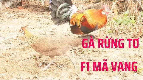 Gà Rừng F1 Tơ Mã Vàng cự Nọc Rừng Rặc