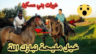 تبارك الله جوج خيول ملاح من خيرات بني مسكين + عيطة زعرية