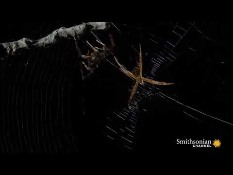 Pirate spiders,