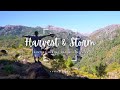 Painting Hiking Studio Renovation Storms &amp; Harvesting Life!