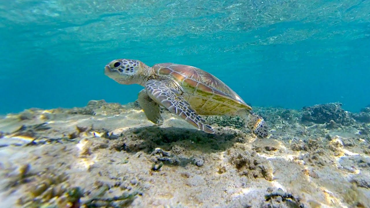 沖縄 本島 ウミガメ と 泳ぐ