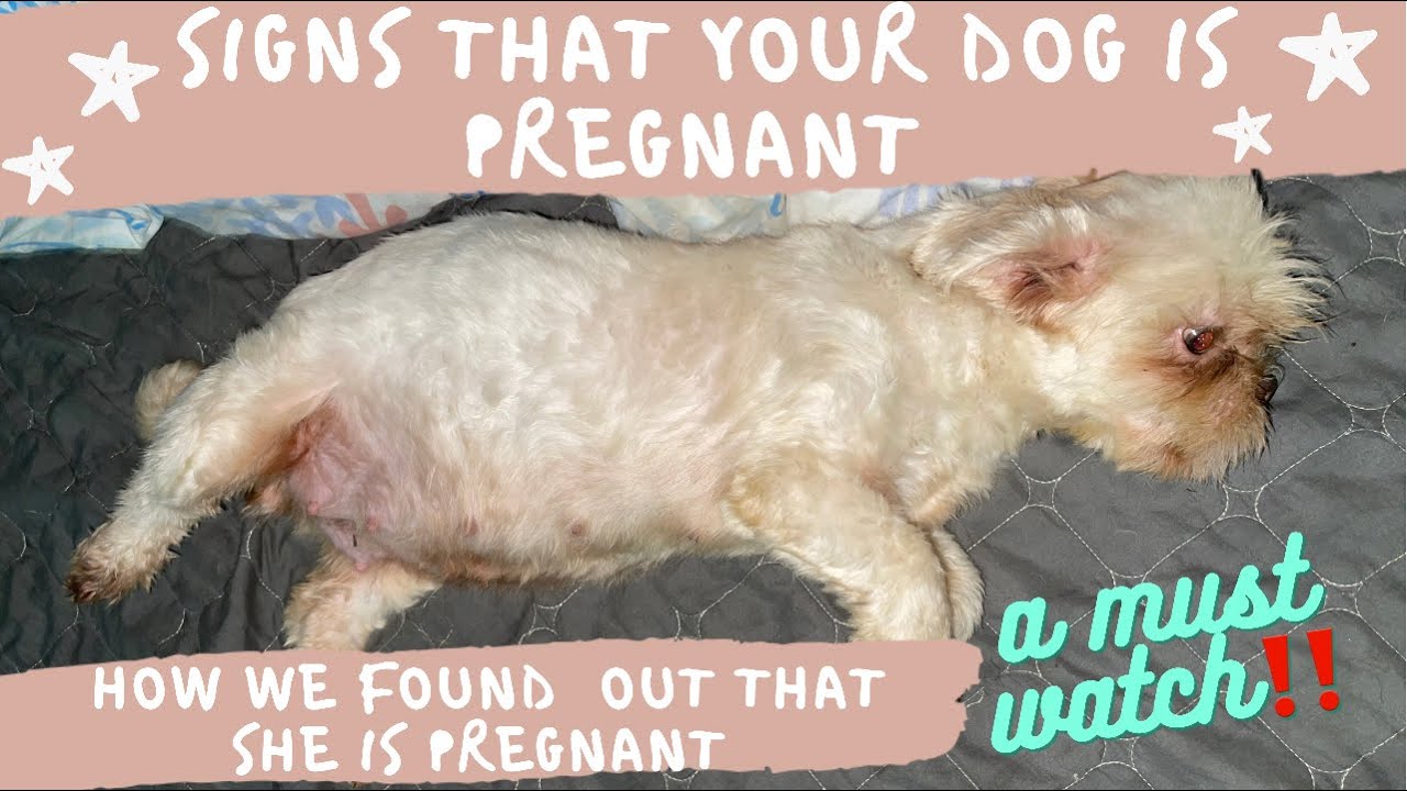 SIGNS THAT YOUR DOG IS PREGNANT | HOW WE FOUND OUT THAT SHE IS PREGNANT